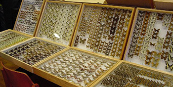 Insektenbörse, 18.10.2008