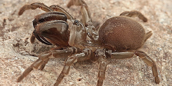 Spinne des Jahres 2013