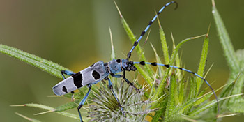 Käfer Treff 2020