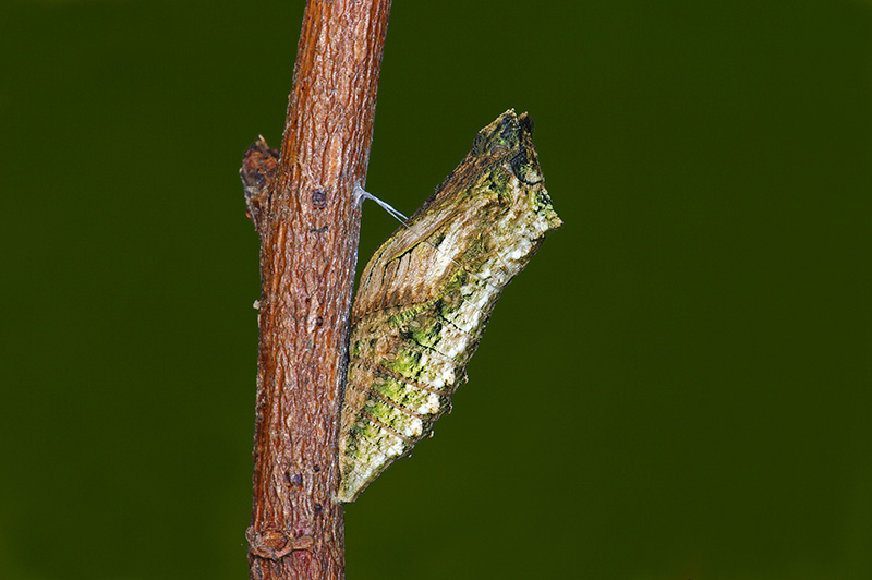 Lepidopterologen-Tagung 2023