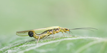 Die unerwartet spannende Ökologie der Steinfliegen (Plecoptera) in Wort, Bild und Video