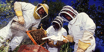 Killerbienen – Fakten und Hintergrundinformationen über dieses  Phänomen in Brasilien