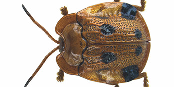 Blattkäfer in Nepal