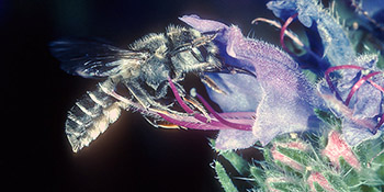 Bienen und Blüten – Wechselbeziehungen in neuem Licht