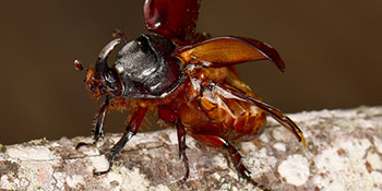 Weichtiere, Spinnentiere und Insekten in unterschiedlichen Vegetationszonen Madagaskars
